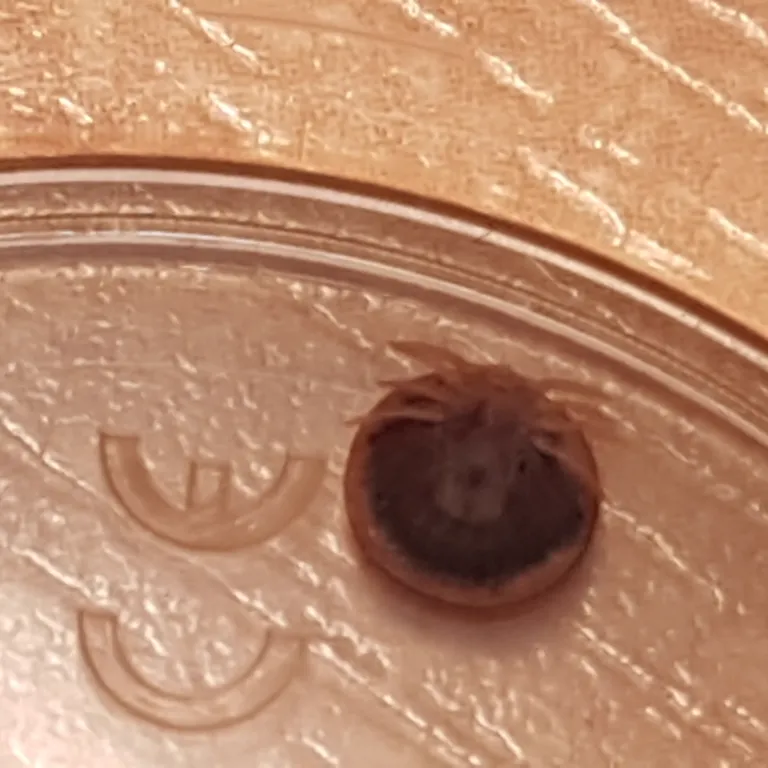 Soft tick specimen showing characteristic flattened appearance
