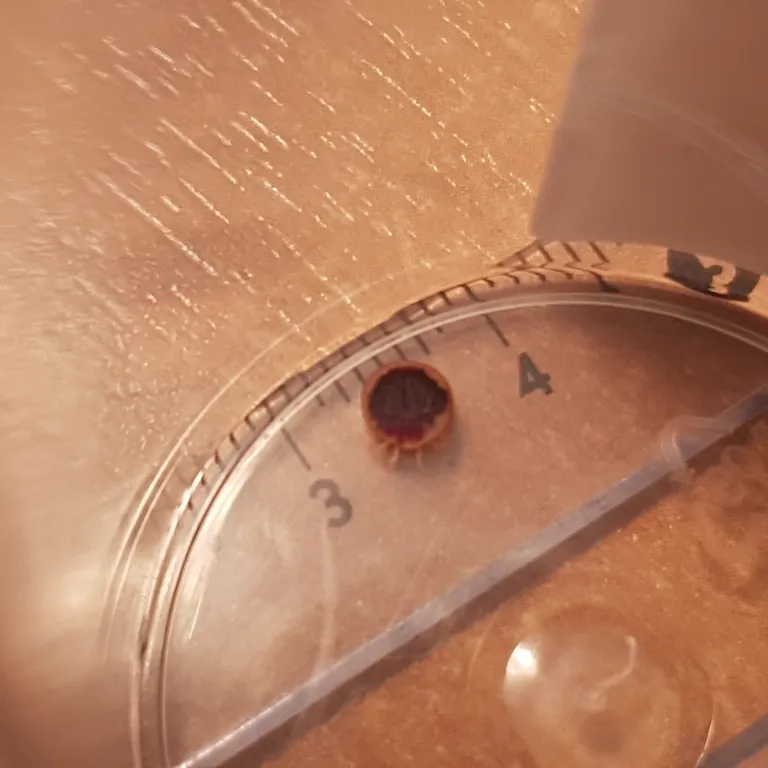 Soft tick next to measurement scale showing size of approximately 5mm