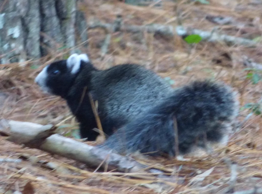 Black color morph fox squirrel with characteristic white facial stripe