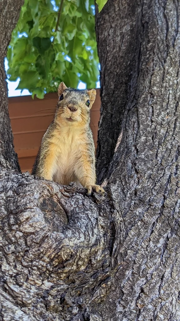 Fox squirrel in tree hollow showing facial features and rusty orange coloration