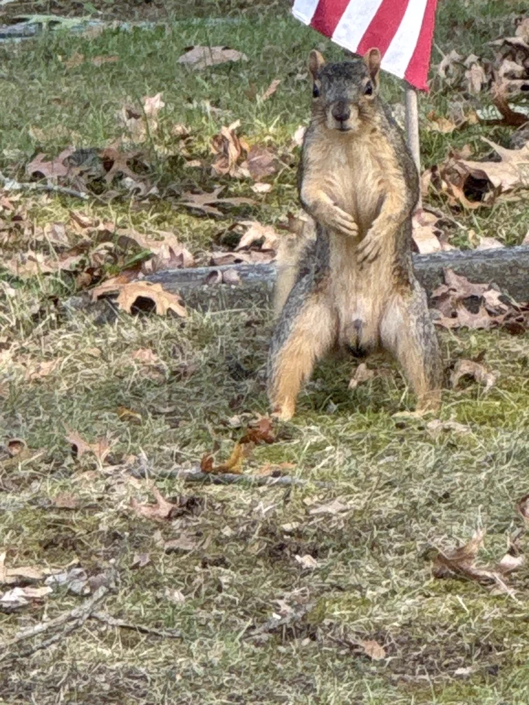 Fox squirrel standing alert on hind legs in typical watchful posture