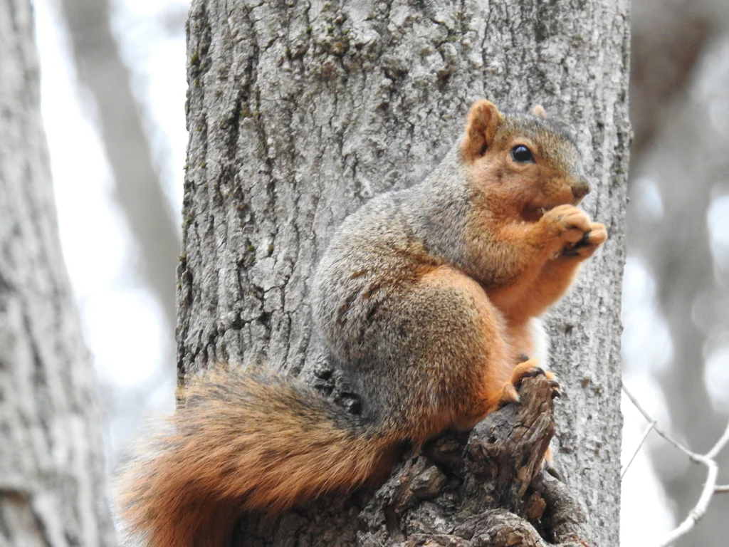 Fox squirrel climbing tree trunk displaying distinctive rusty tail and gray body
