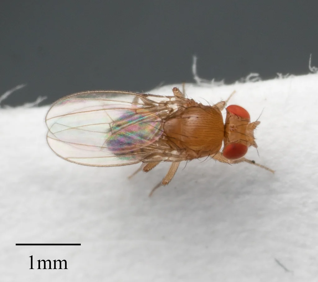 Oblique view of a fruit fly on white surface with scale bar showing 1mm size