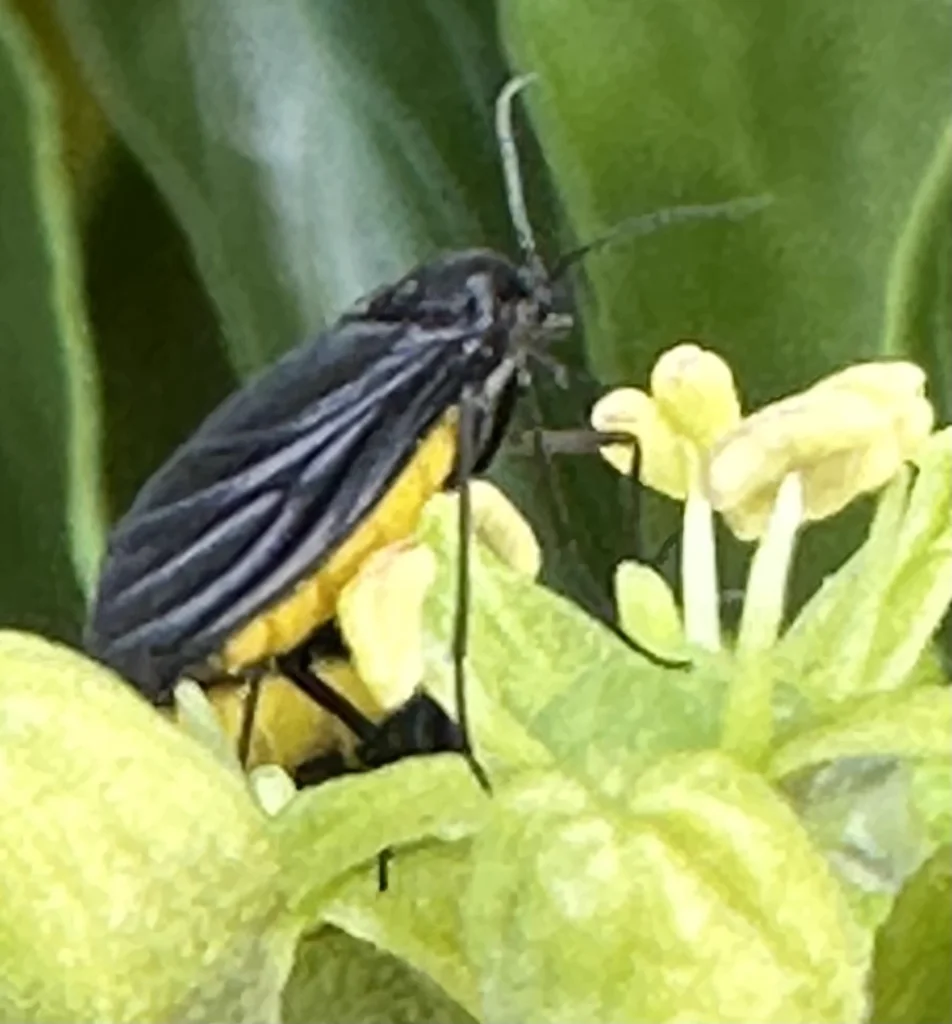 Detailed close-up of a fungus gnat showing yellow and black coloration