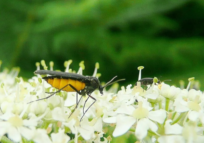 Fungus gnat feeding on flower nectar
