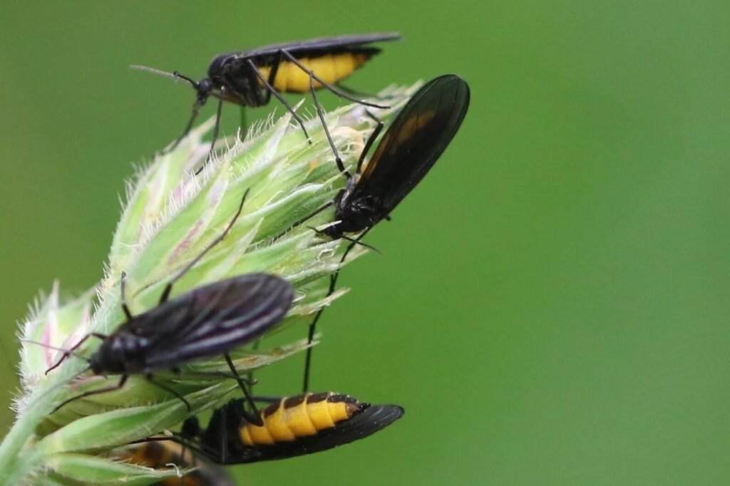 Multiple fungus gnats gathered on a plant stem
