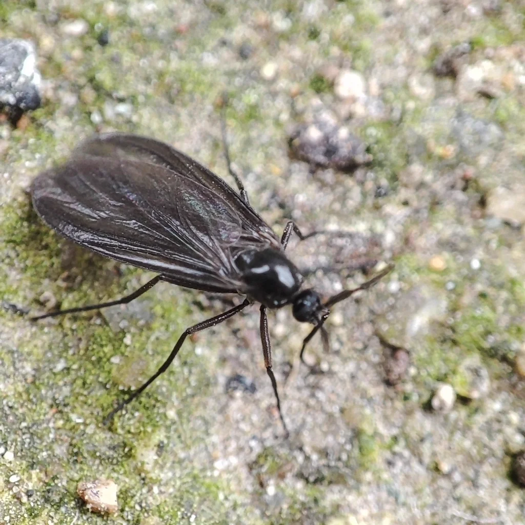 Fungus gnat on moist soil surface showing typical habitat