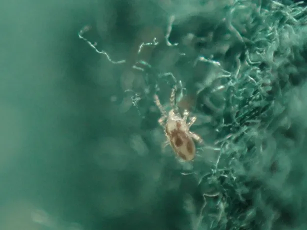 White flaky scales characteristic of walking dandruff caused by fur mites