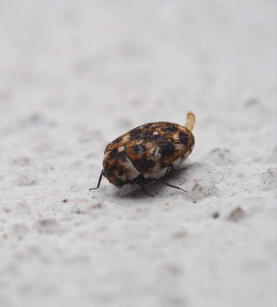 Furniture carpet beetle on concrete surface showing its small size relative to surroundings