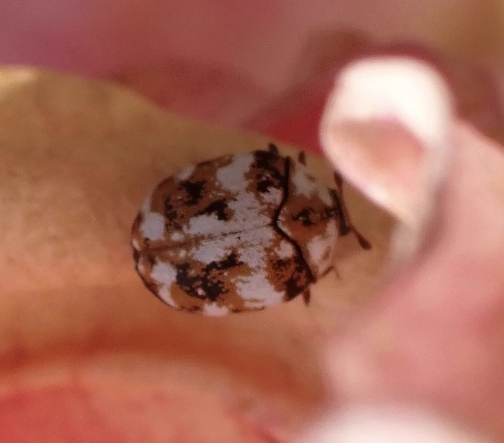 Close-up of furniture carpet beetle on hand showing small size and mottled coloration