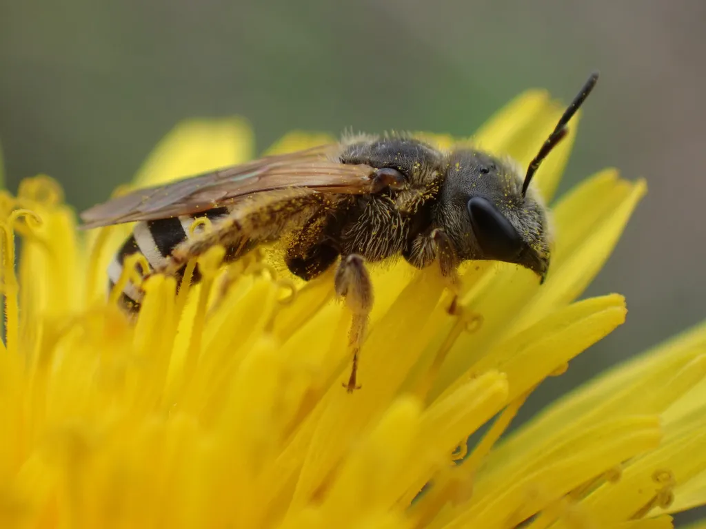 Furrow bee foraging on a dandelion flower showing its dark body and pale hair bands