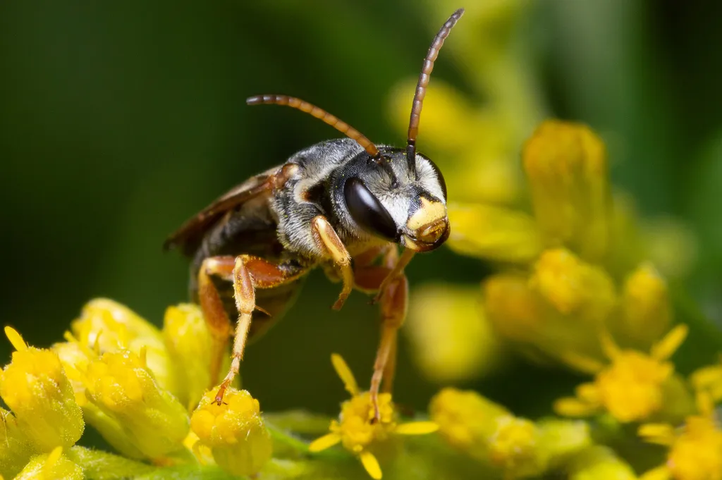Front view of a furrow bee collecting pollen from yellow flowers