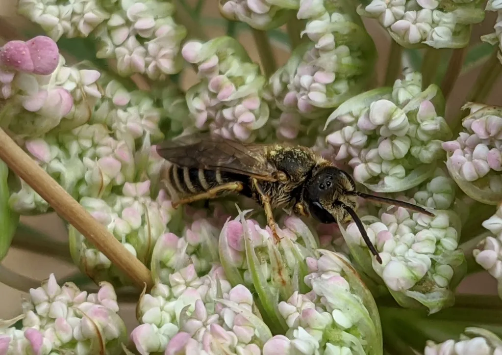 Furrow bee visiting milkweed flowers showing banding pattern on abdomen