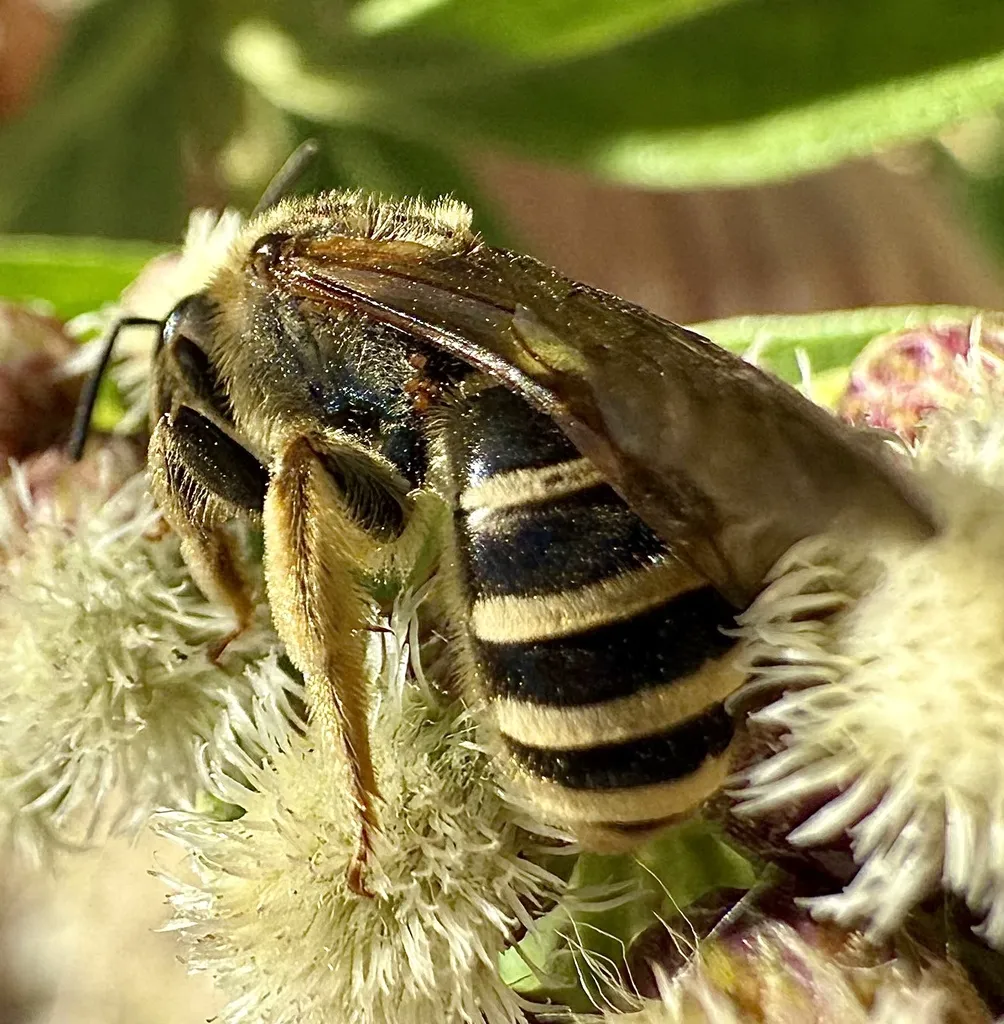Close-up of a furrow bee on a fuzzy flower head displaying distinct black and yellow bands