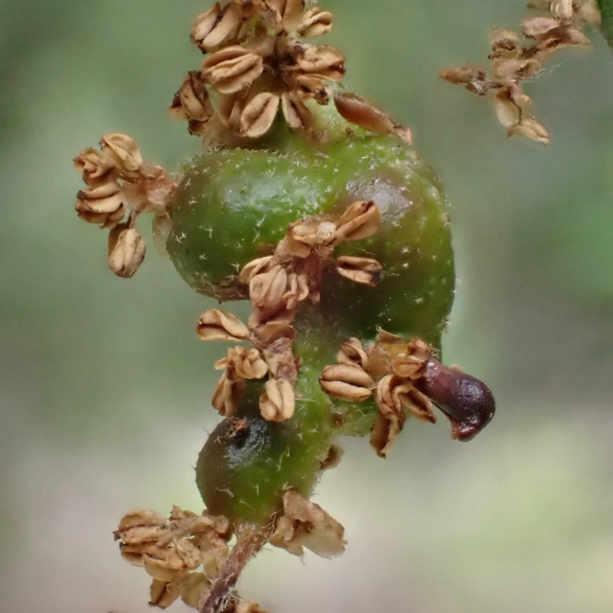 Tiny adult gall wasp emerging from an oak gall