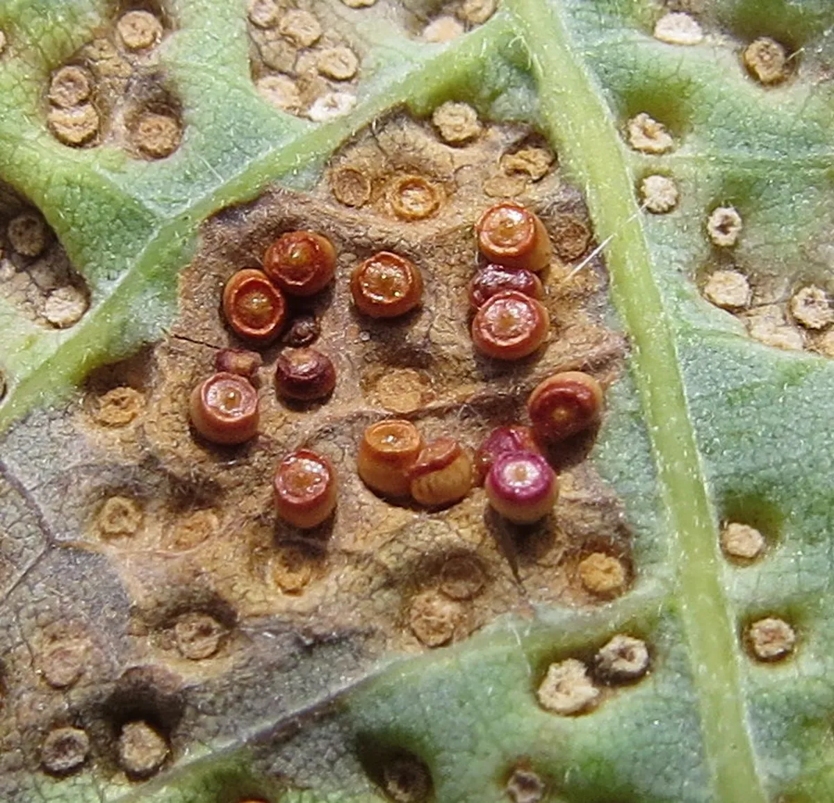 Close-up of colorful cynipid galls on the underside of an oak leaf