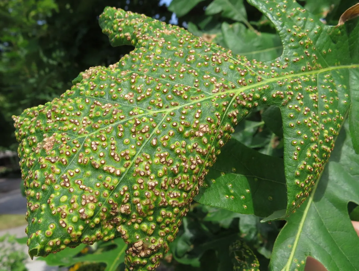 Oak leaf heavily covered with round galls caused by gall wasps