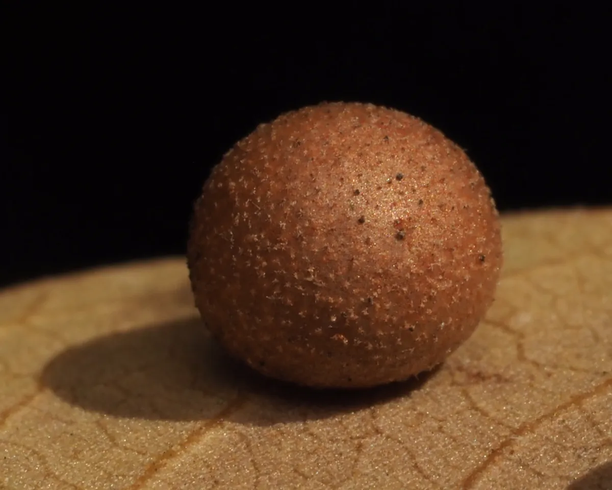 Spherical oak apple gall resting on a dried leaf