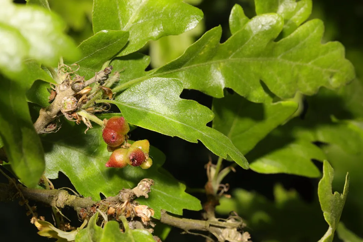 Small cherry-like galls formed by gall wasps on an oak branch