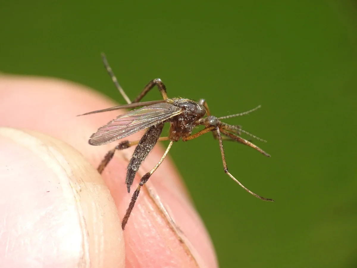Gallinipper mosquito perched on a human finger demonstrating its impressive size