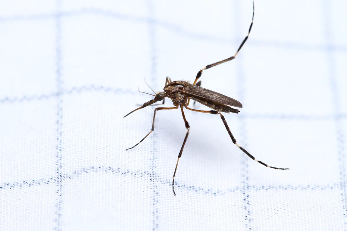 Side profile of a gallinipper mosquito showing banded legs and body markings