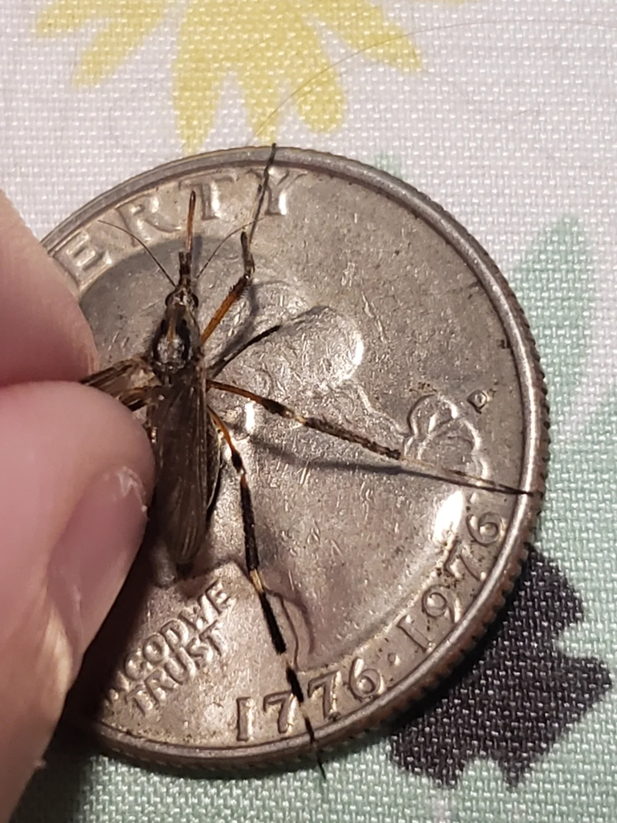 Gallinipper mosquito next to a quarter coin showing its large size compared to common mosquitoes