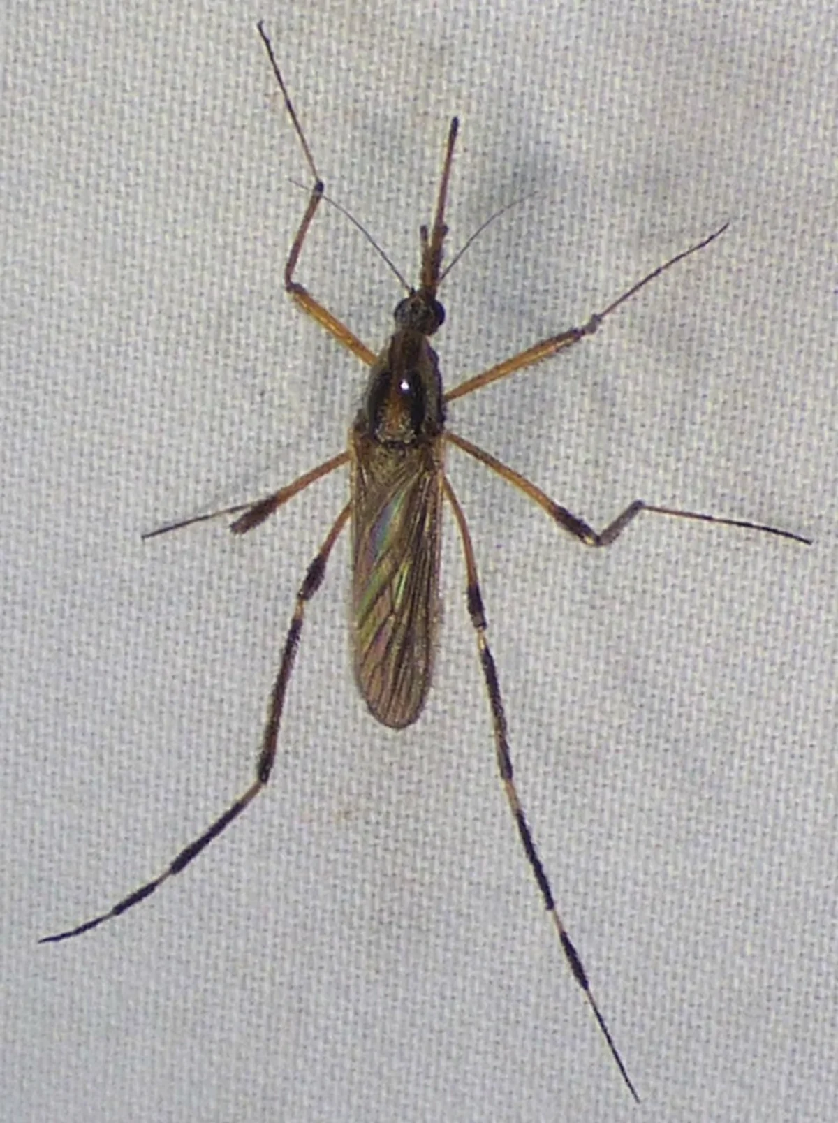 Top view of a gallinipper mosquito displaying its full body and characteristic shaggy leg scales