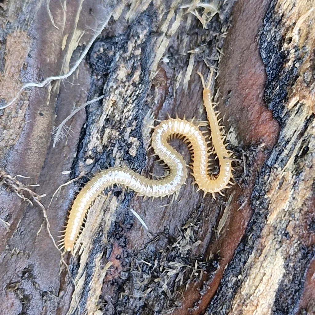 Soil centipede on bark showing yellowish coloration and segmented body
