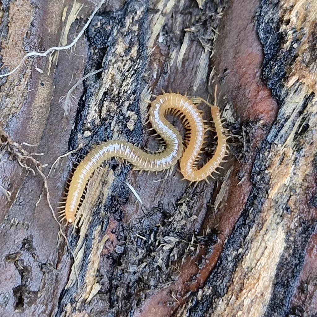 Close-up of soil centipede displaying full body length and leg arrangement