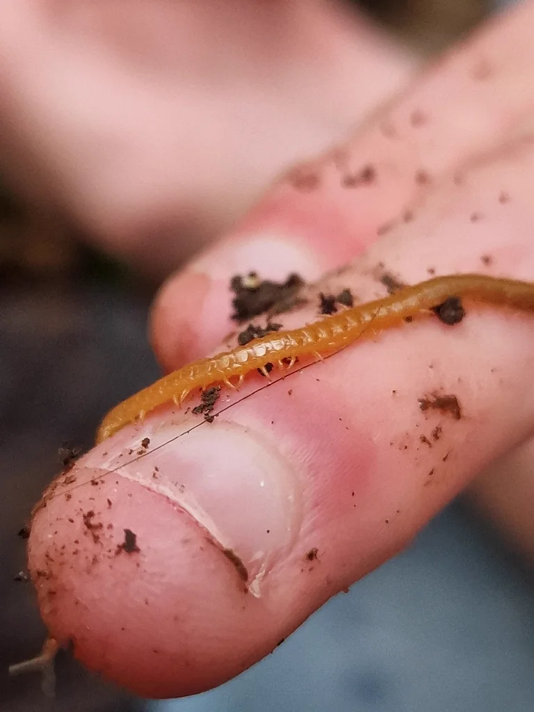 Garden centipede held in hand showing small size relative to human finger