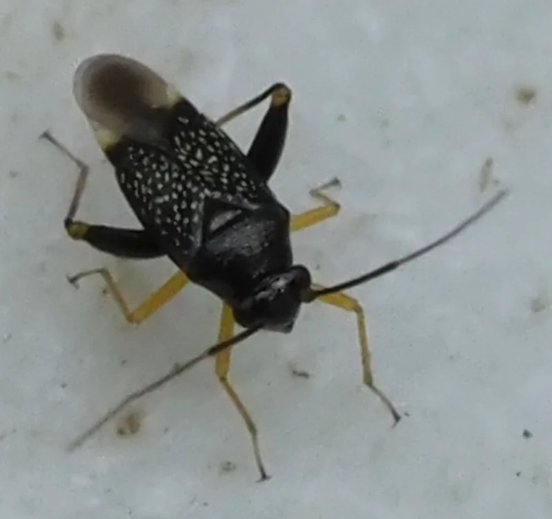 Adult garden fleahopper displaying long-winged form with yellow legs clearly visible