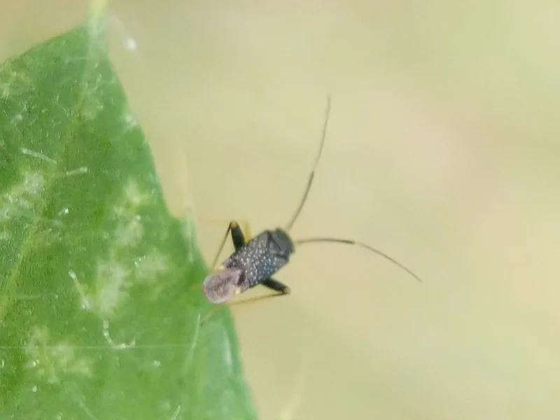 Garden fleahopper showing characteristic long antennae extending beyond body length