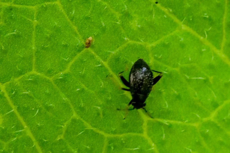 Garden fleahopper on green leaf showing full body and distinctive markings