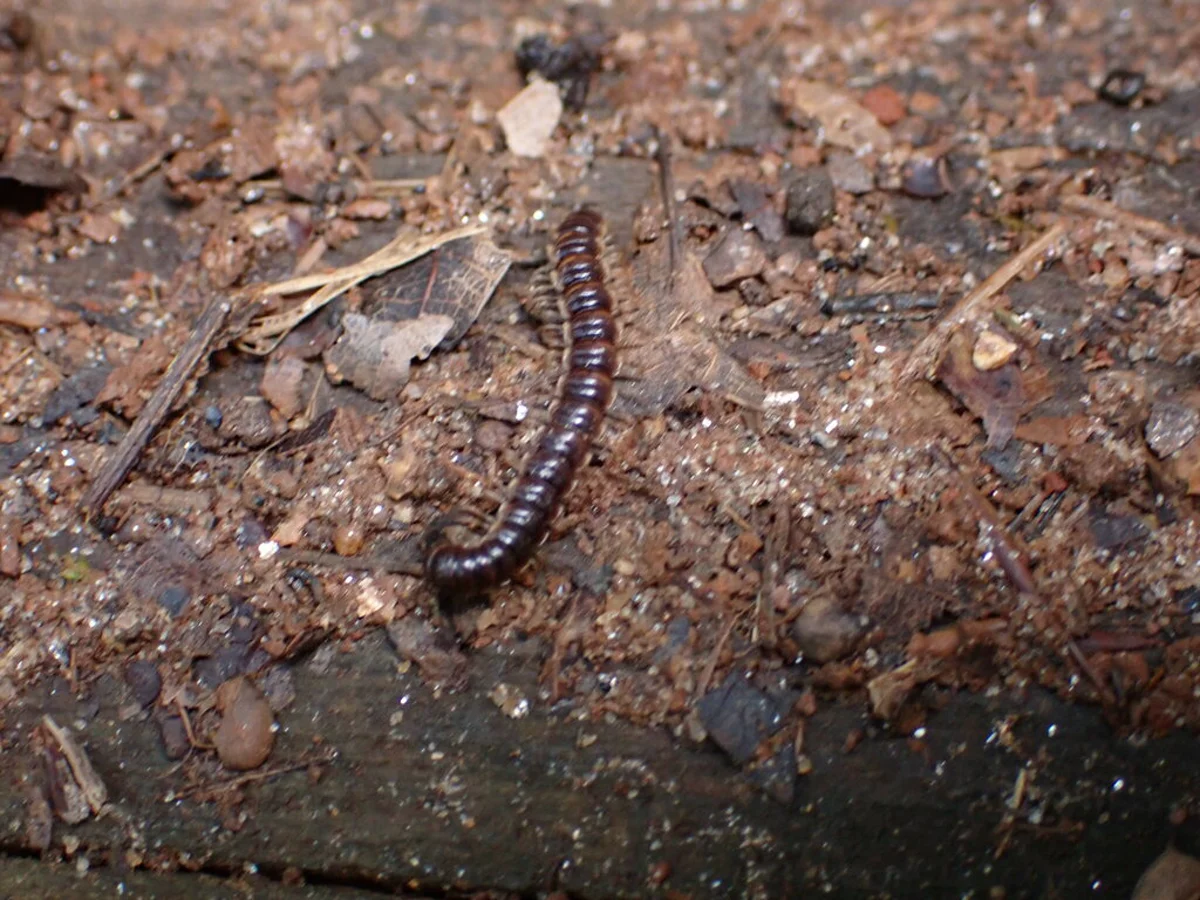 Garden millipede crawling on damp wood surface