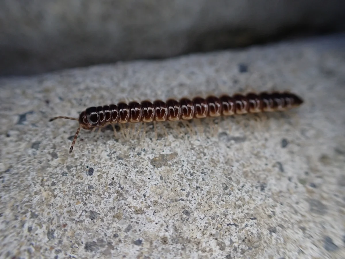 Side view of garden millipede on concrete showing leg movement