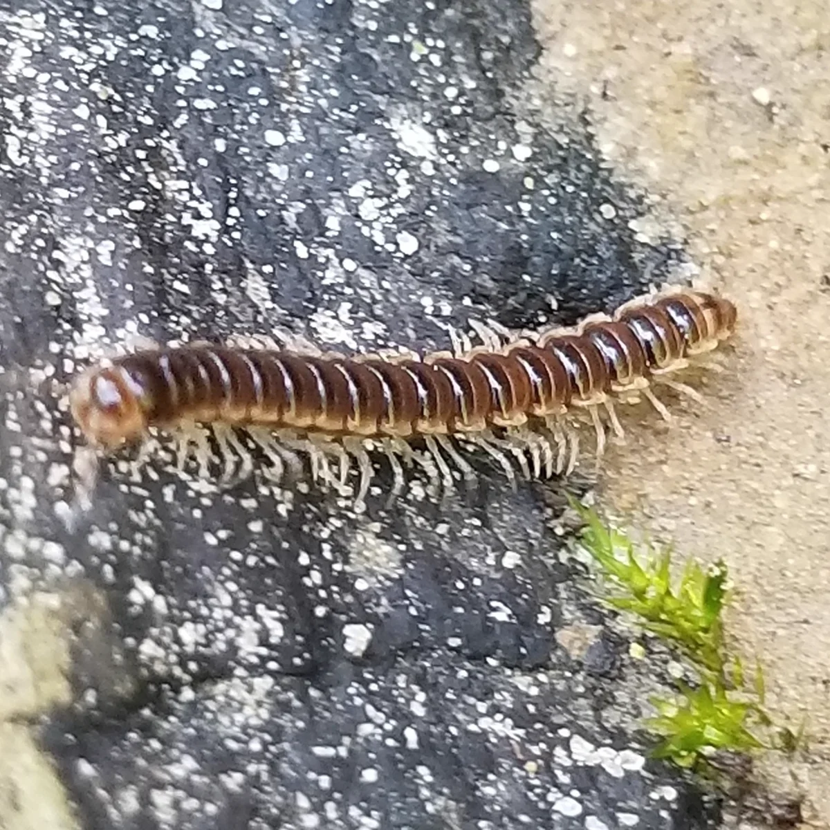 Garden millipede on stone surface displaying banded coloring