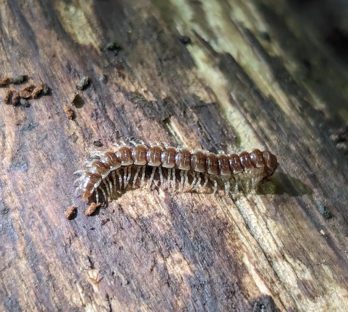 Garden millipede in natural habitat on decomposing bark