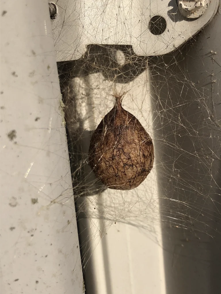 Garden spider egg sac attached to web structure