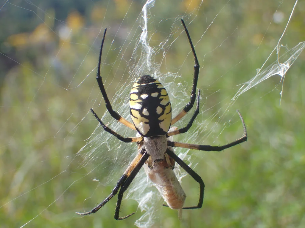 Garden spider with wrapped prey item on web