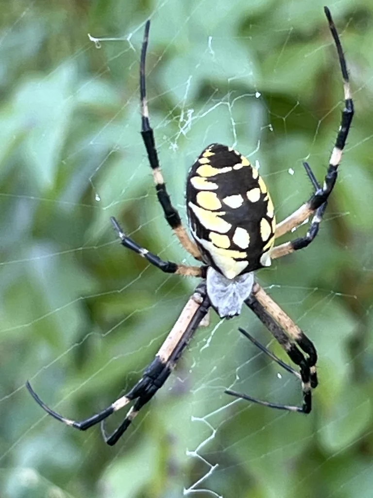 Garden spider on orb web showing full body and leg span