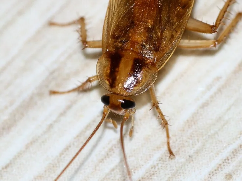 German cockroach with two dark stripes
