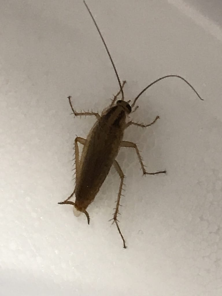 German Roaches photo 2