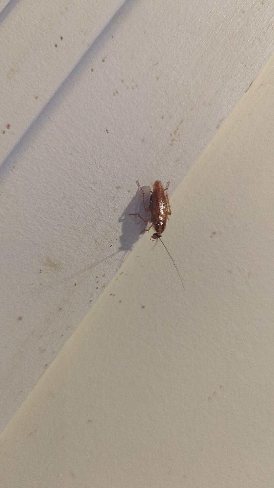 German Roaches photo 4