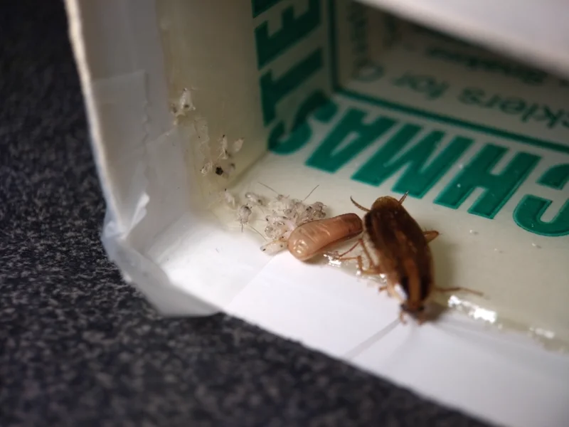 German cockroach with ootheca (egg case) and freshly hatched nymphs