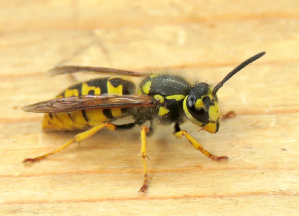 Side profile of a German yellowjacket on wood showing black and yellow striped abdomen and clear wings