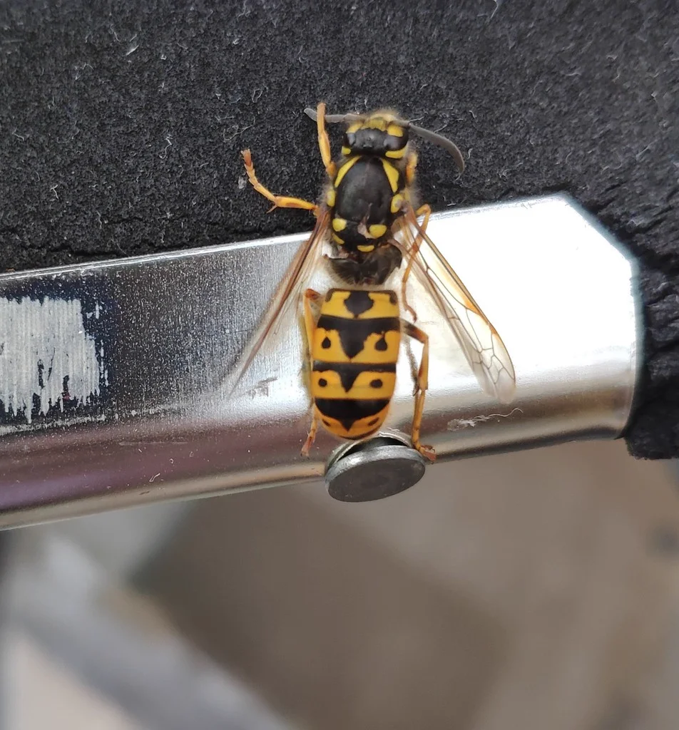 German yellowjacket on metal surface showing top-down view of distinctive diamond markings on abdomen
