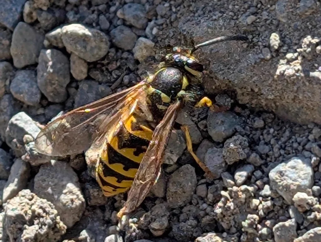 German yellowjacket foraging on rocky ground showing its sturdy body structure