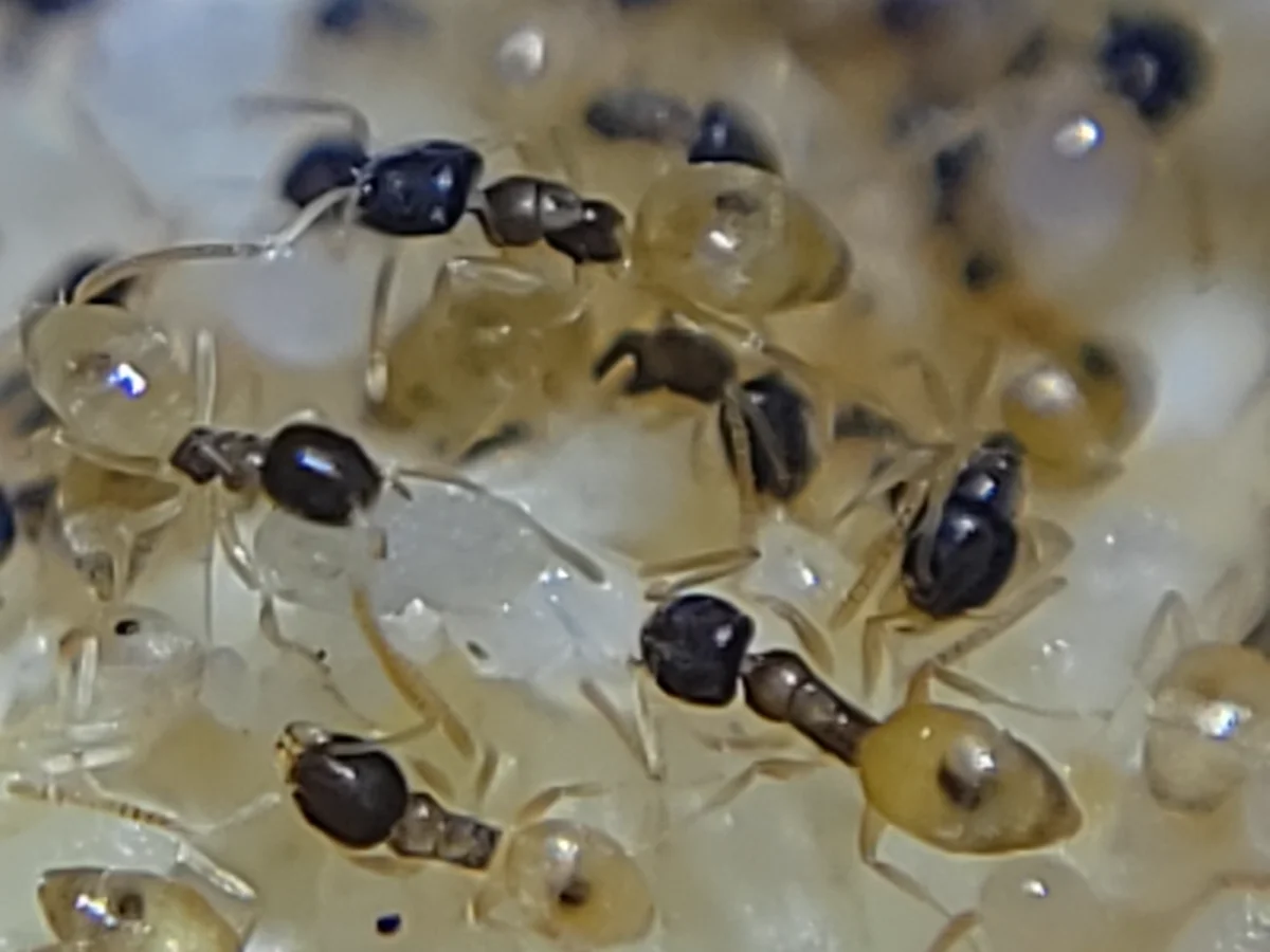 Ghost ant colony with workers tending to brood showing their social behavior