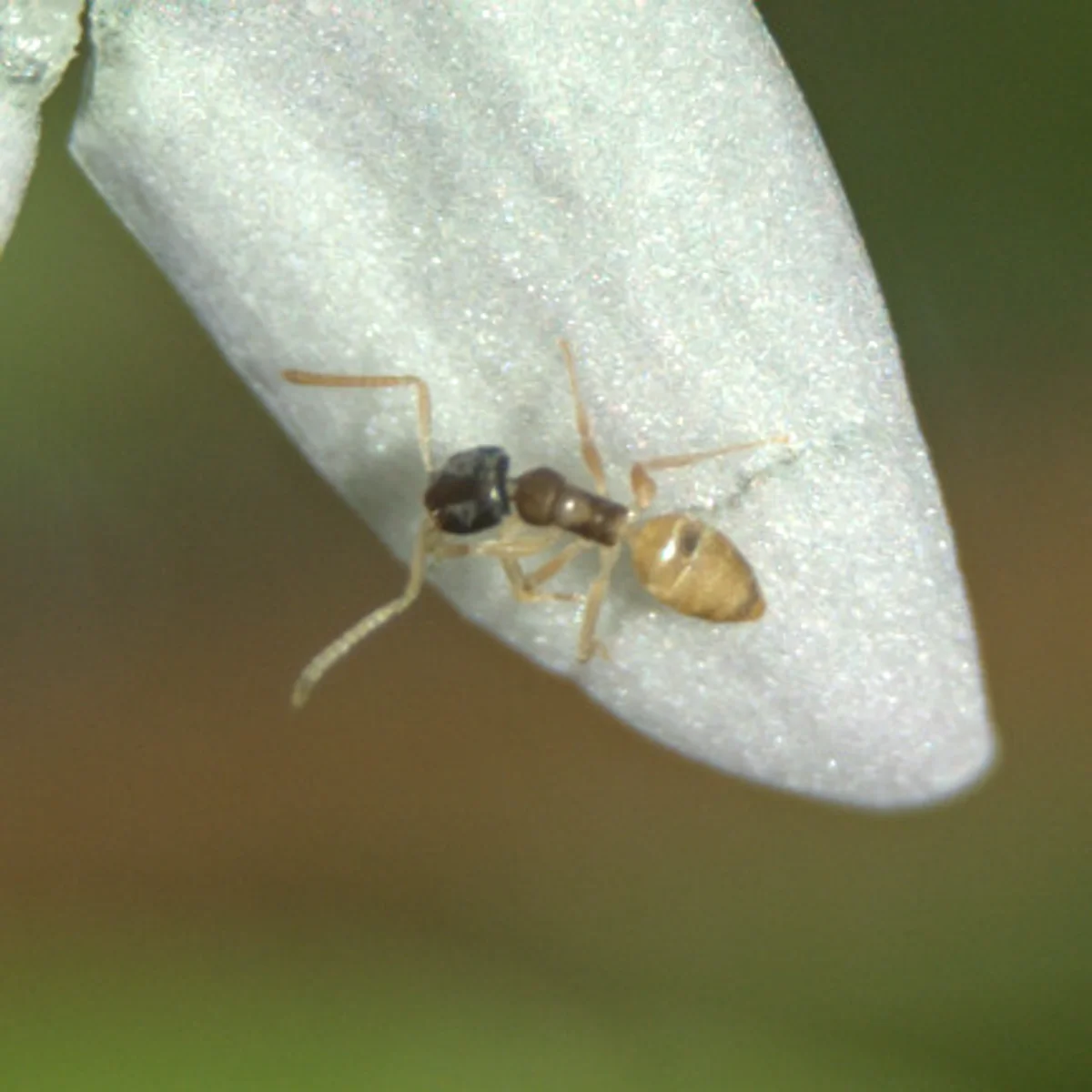 Ghost ant foraging on a white flower petal showing its tiny size and bicolored body