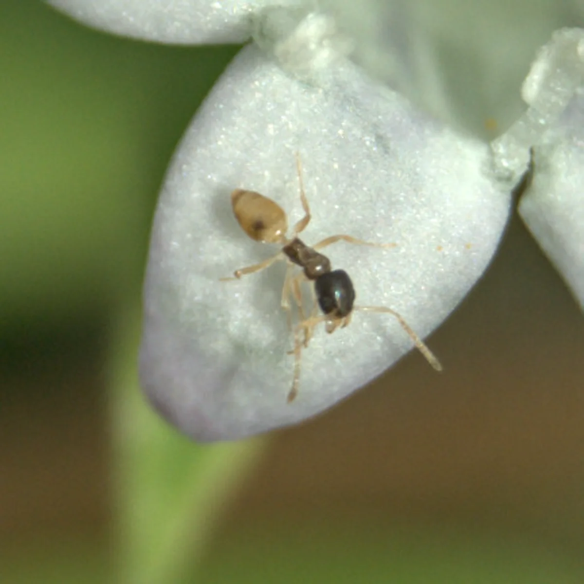 Ghost ant worker on flower petal displaying characteristic dark head and translucent pale legs